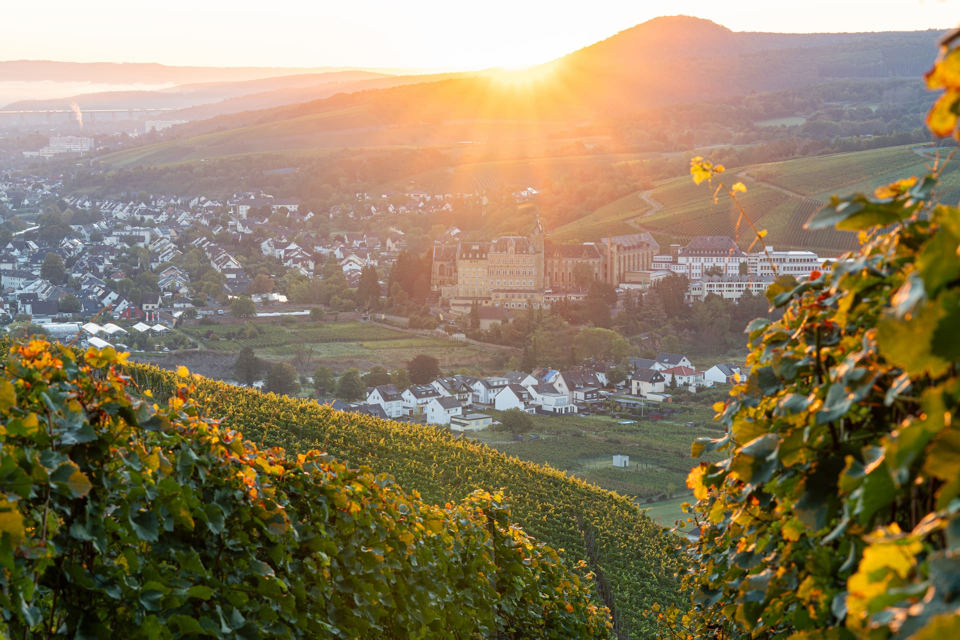 Blick aus den Weinbergen über Bad Neuenahr-Ahrweiler im warmen Abendlicht des Ahrtals